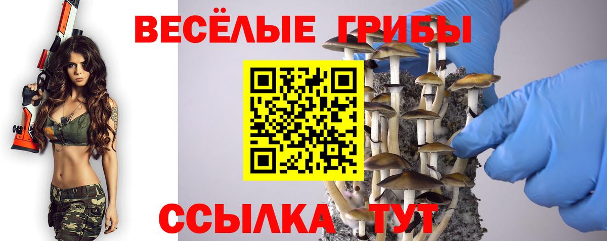 закладка  Вход с VPN  Тверь  Галлюциногенные грибы Psilocybine cubensis 